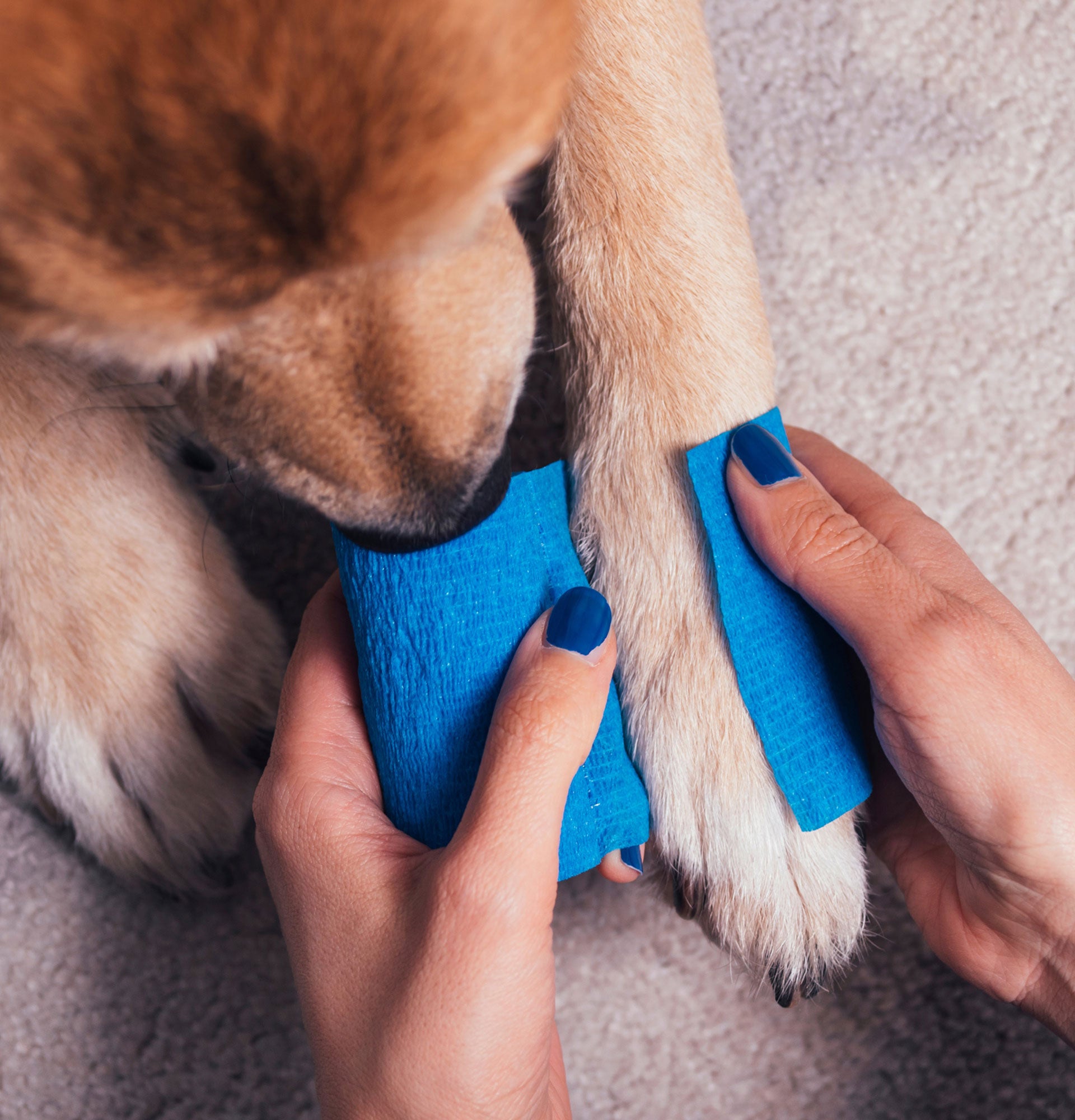 PDP-PETS-FirstAidGel